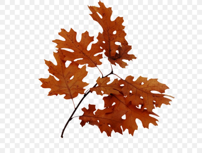 Bur Oak Leaf Northern Red Oak English Oak Acorn, PNG, 600x620px, Bur Oak, Abscission, Acorn, Autumn Leaf Color, Branch Download Free