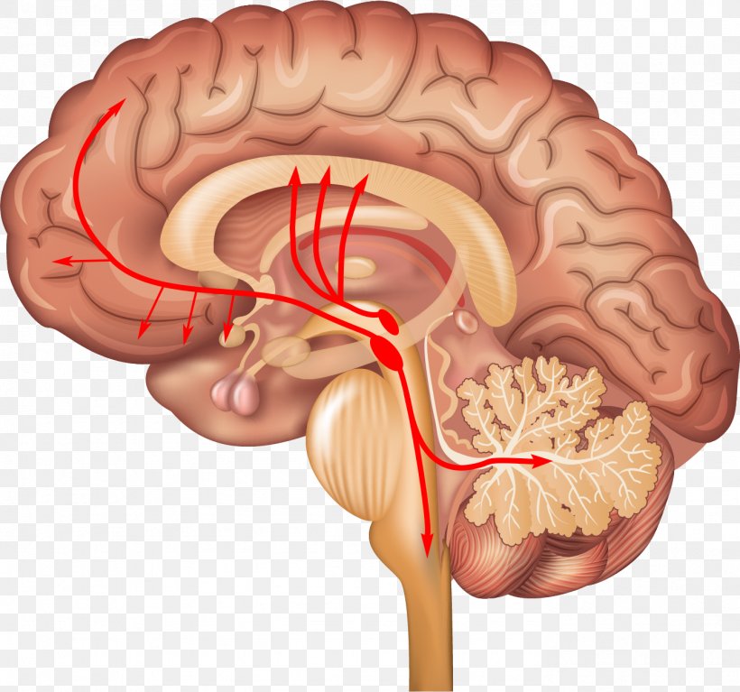 Locus Coeruleus Brainstem Human Brain Norepinephrine, PNG, 1382x1294px, Watercolor, Cartoon, Flower, Frame, Heart Download Free