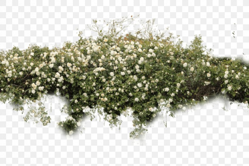 Shrub Adobe Photoshop Image Plants, PNG, 850x568px, Shrub, Architectural Rendering, Architecture, Branch, Flower Download Free