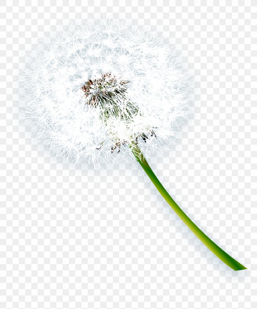 Dandelion Download Vecteur Clip Art, PNG, 1921x2305px, Dandelion, Aestheticism, Floral Design, Flower, Flower Arranging Download Free