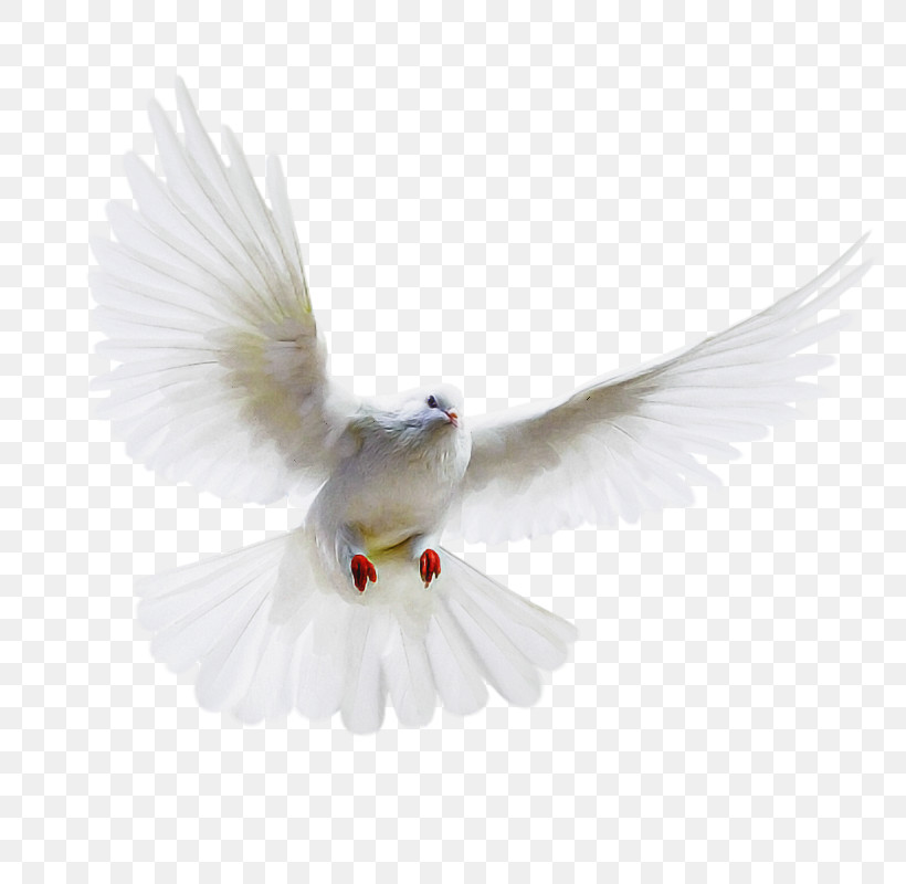 Feather, PNG, 800x800px, White, Arctic Tern, Beak, Bird, Feather Download Free