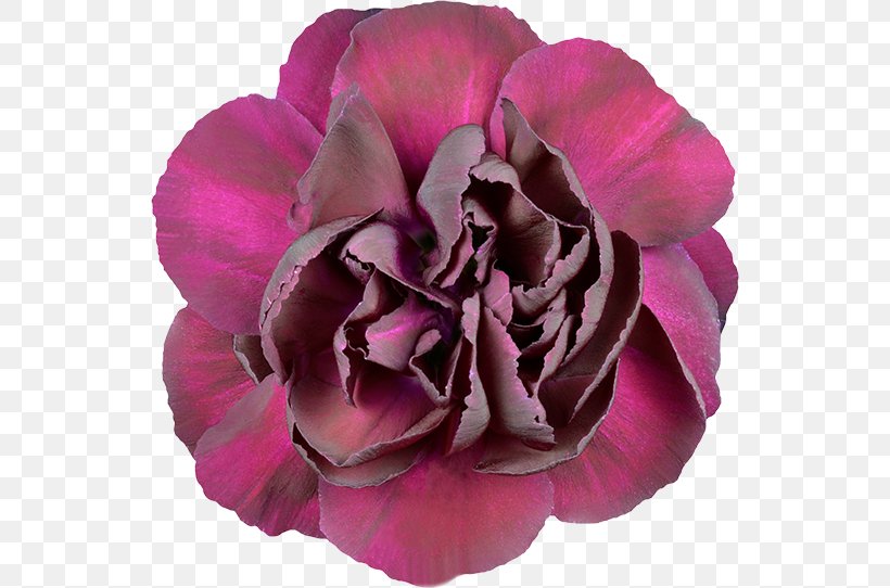 Garden Roses Stock Photography Carnation Flower, PNG, 542x542px, Garden Roses, Cabbage Rose, Carnation, Cut Flowers, Depositphotos Download Free