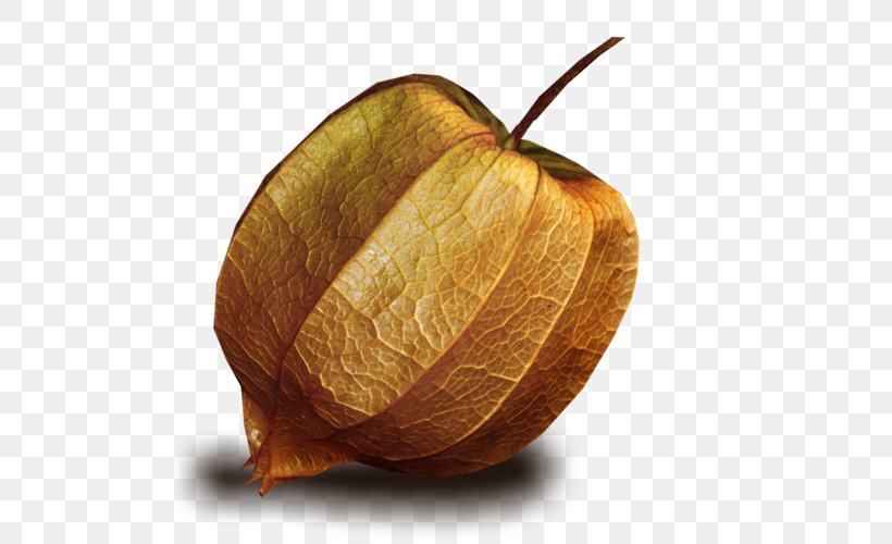 Lantern Peruvian Groundcherry Clip Art, PNG, 500x500px, Lantern, Auglis, Autumn, Computer Software, Food Download Free