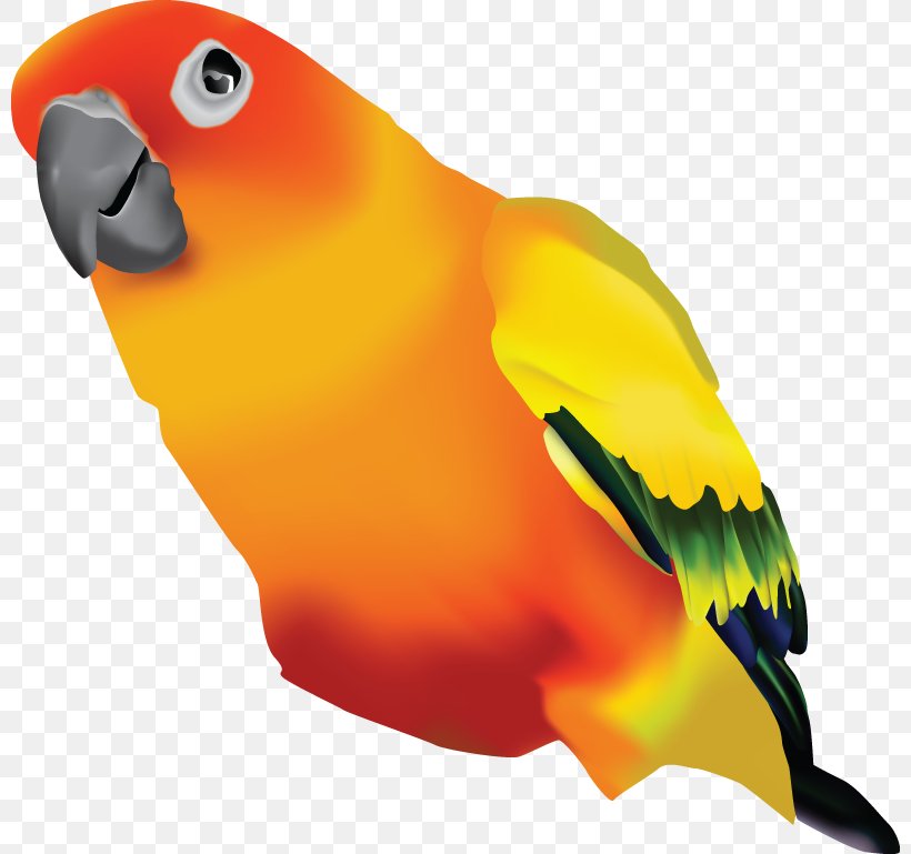Lovebird Clip Art, PNG, 800x769px, Lovebird, Beak, Bird, Blog, Conure Download Free