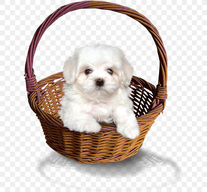 Puppy Dog Clip Art, PNG, 633x760px, Puppy, Bamboe, Basket, Bichon, Carnivoran Download Free