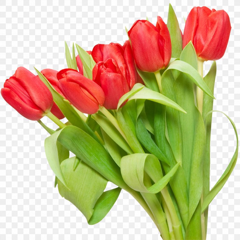 Tulip Flower Clip Art, PNG, 3534x3534px, Tulip, Cut Flowers, Digital Image, Floral Design, Floristry Download Free