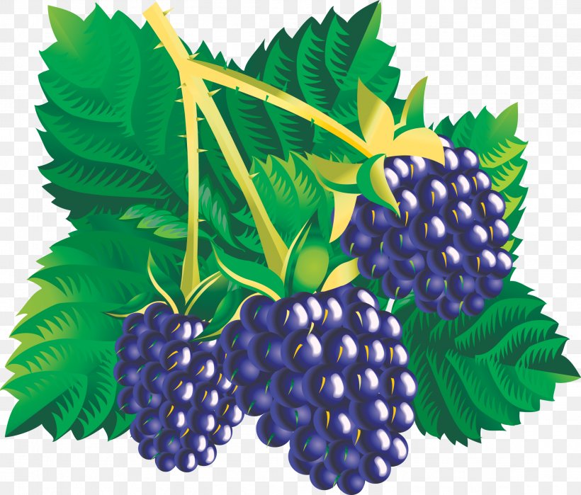 Blackberry Fruit Clip Art, PNG, 2314x1975px, Blackberry, Berry, Bilberry, Boysenberry, Bramble Download Free