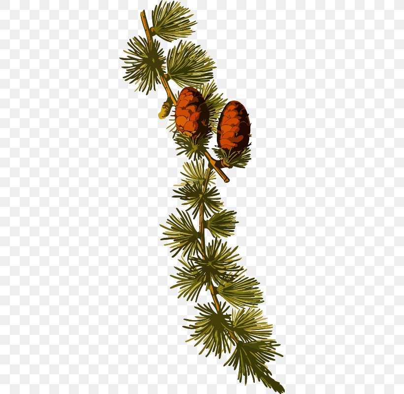 Botany Medicinal Plants Conifer Cone Alpinis Maumedis, PNG, 336x800px, Botany, Botanical Illustration, Branch, Christmas Decoration, Christmas Ornament Download Free