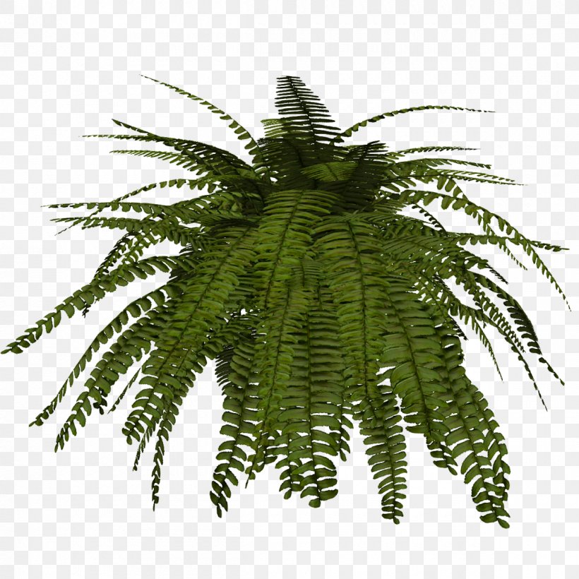 Fern Terrestrial Plant Plants Tree, PNG, 1200x1200px, Fern, Arecales, Attalea Speciosa, Date Palm, Elaeis Download Free