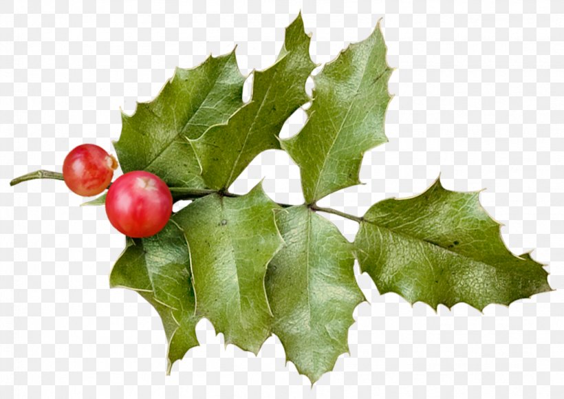Holly Christmas, PNG, 1822x1289px, Holly, Aquifoliaceae, Aquifoliales, Artworks, Branch Download Free