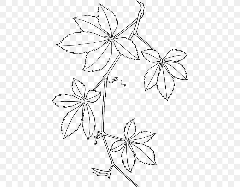 Virginia Creeper Vine Drawing Clip Art, PNG, 465x640px, Virginia Creeper, Area, Art, Artwork, Black And White Download Free