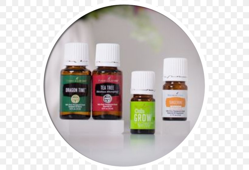 Young Living Essential Oil Lavender Oil Tea Tree Oil, PNG, 558x558px, Young Living, Bergamot Essential Oil, Canada, Carrier Oil, Essential Oil Download Free