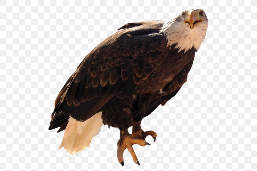 Bald Eagle Vulture Beak Feather, PNG, 549x545px, Bald Eagle, Accipitriformes, Beak, Bird, Bird Of Prey Download Free