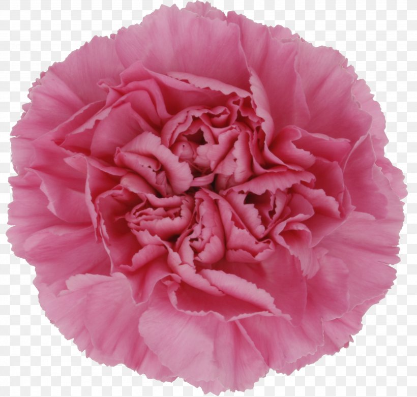 Cut Flowers Garden Roses Centifolia Roses Pink, PNG, 2718x2592px, Flower, Carnation, Centifolia Roses, Cut Flowers, David Ch Austin Download Free
