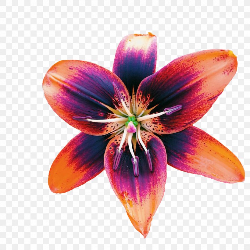 Garden Flower Still Life Photography Oil Painting, PNG, 1080x1080px, Garden, Daylily, Flower, Flower Garden, Flowering Plant Download Free