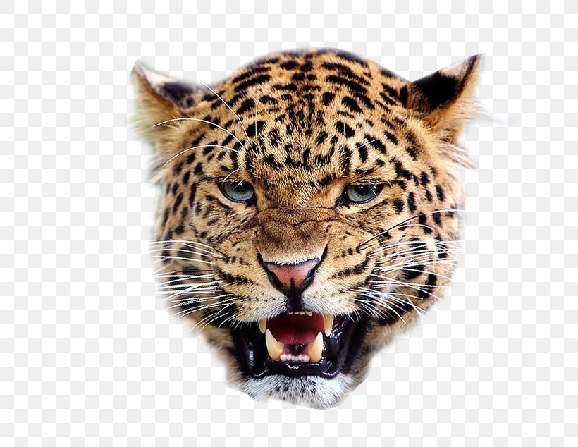 Jaguar Lion Snow Leopard Felidae Giraffe, PNG, 648x634px, Jaguar, African Leopard, Amur Leopard, Big Cats, Carnivoran Download Free