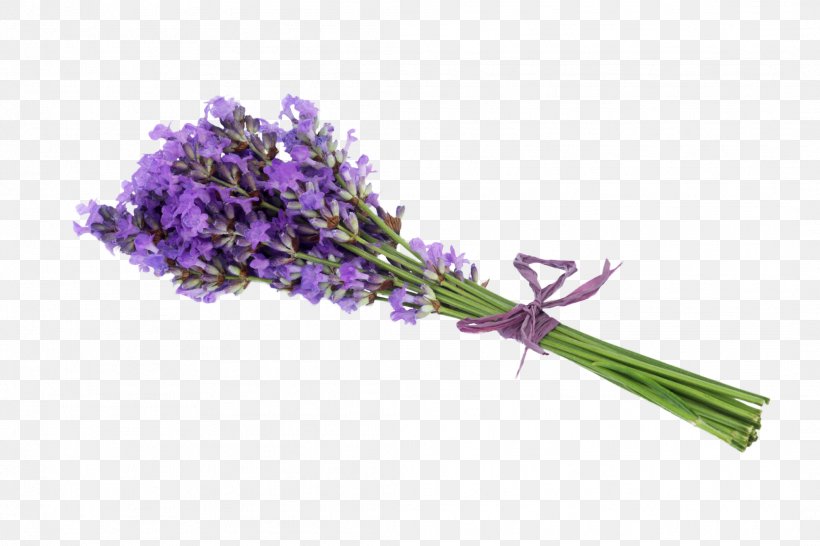 Lavender Flower Stock Photography Getty Images, PNG, 2122x1415px ...