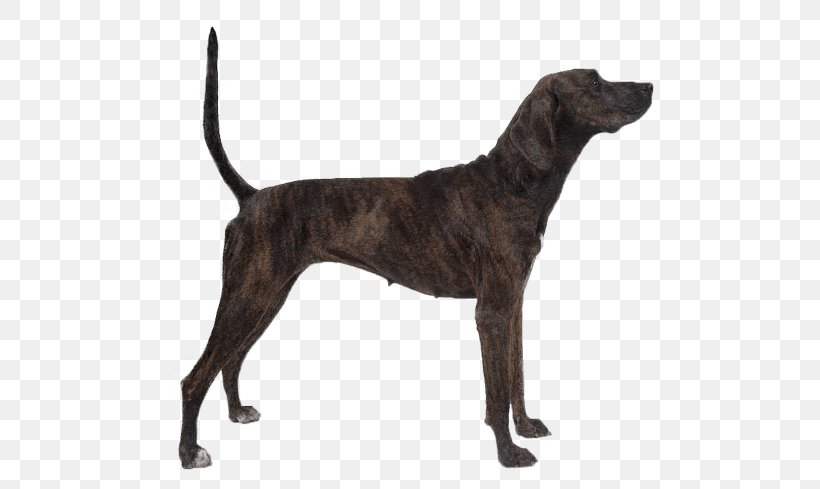 Plott Hound Bloodhound Treeing Tennessee Brindle Puppy Westminster Kennel Club Dog Show, PNG, 567x489px, Plott Hound, American Kennel Club, Bloodhound, Breed, Carnivoran Download Free