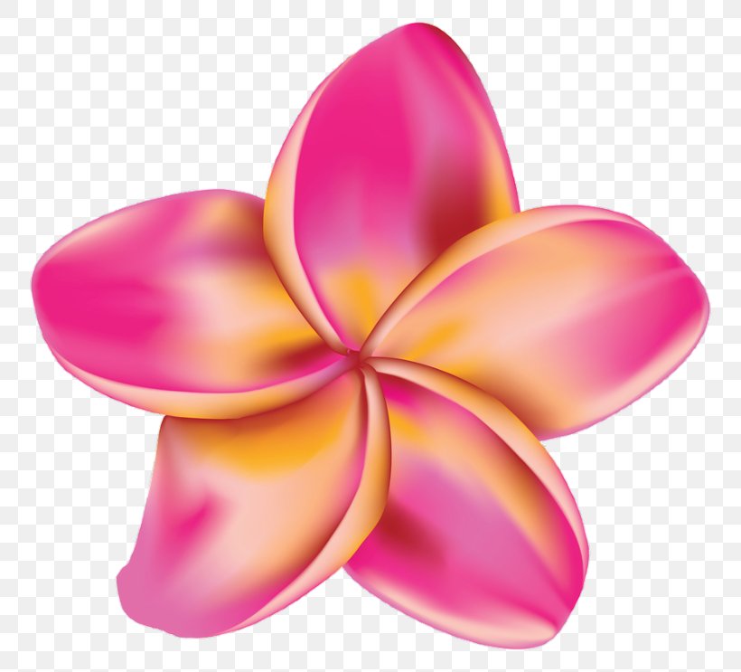 Drawing Flower Plumeria Rubra Clip Art, PNG, 800x743px, Drawing, Can Stock Photo, Daylily, Flower, Fotosearch Download Free
