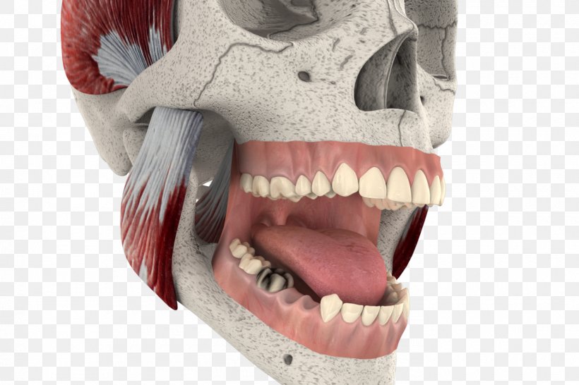 Jaw, PNG, 1400x933px, Jaw, Mouth, Snout, Tooth Download Free