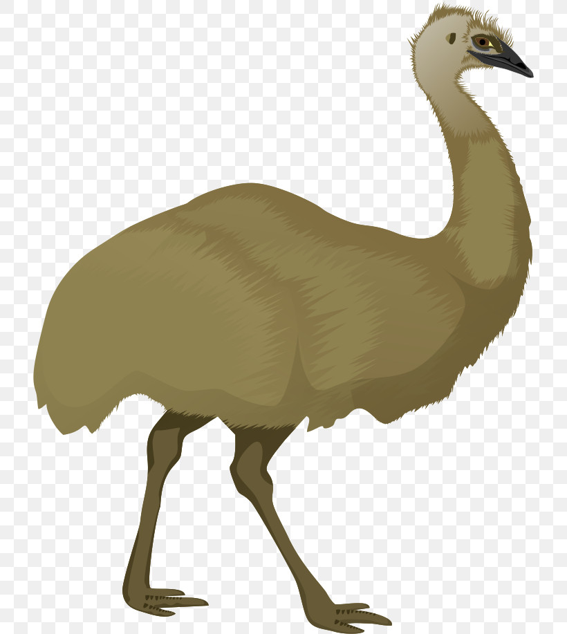 Bird Flightless Bird Ratite Greater Rhea Ostrich, PNG, 726x917px, Bird, Beak, Cranelike Bird, Emu, Flightless Bird Download Free