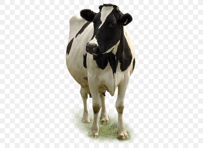 Dairy Cattle Calf Baka Miglioranza S.R.L., PNG, 600x600px, Dairy Cattle, Agriculture, Animal Figure, Animal Husbandry, Baka Download Free