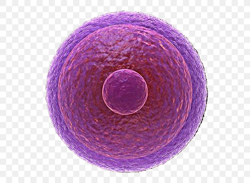 In Vitro Fertilisation Egg Cell Fecondazione Artificiale, PNG, 605x600px, In Vitro Fertilisation, Artificial Insemination, Assisted Reproductive Technology, Cell, Egg Cell Download Free