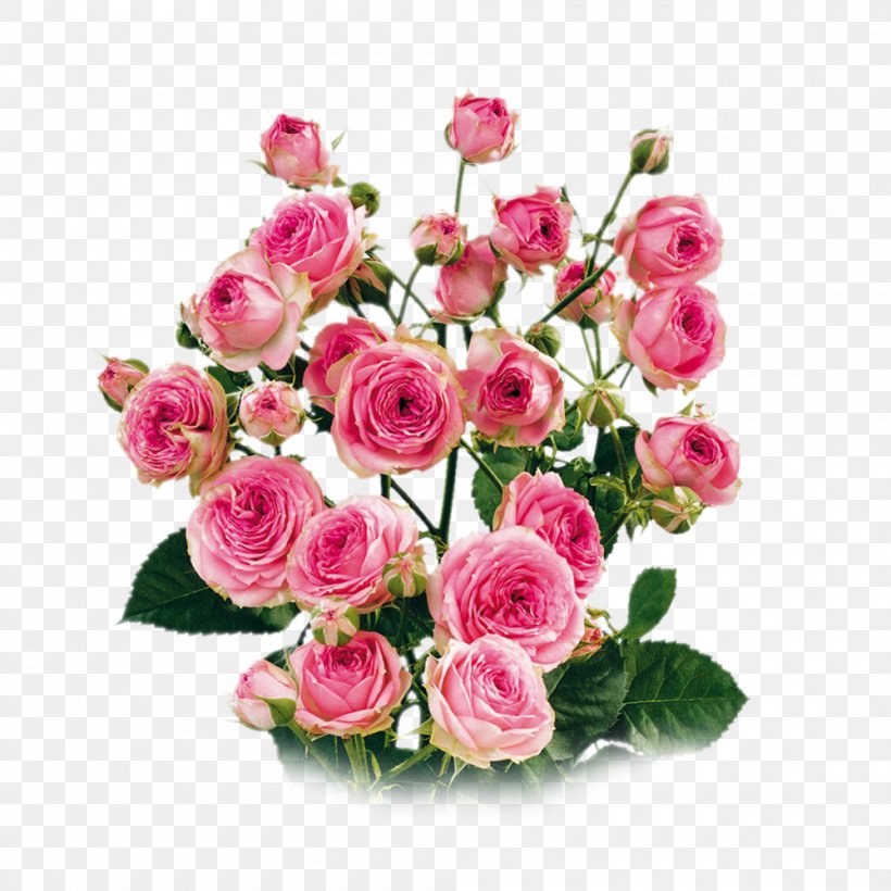 Garden Roses Cabbage Rose Floribunda Cut Flowers Floral Design, PNG, 1000x1000px, Garden Roses, Artificial Flower, Cabbage Rose, China Rose, Cut Flowers Download Free
