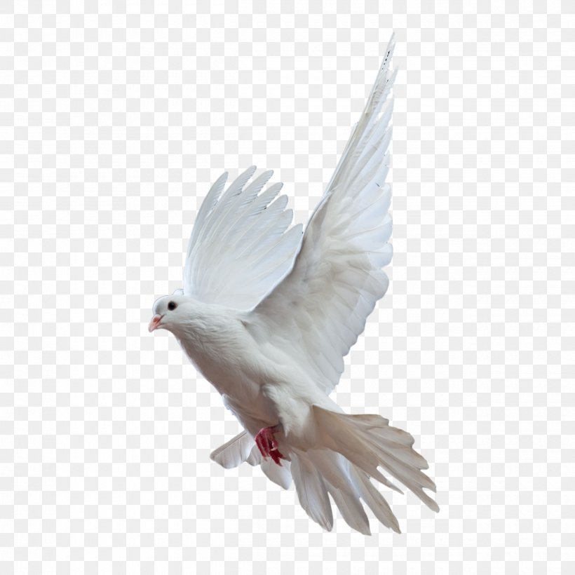 Rock Dove Homing Pigeon Bird Columbidae Flight, PNG, 2500x2500px, Rock Dove, Beak, Bird, Columbidae, Fauna Download Free