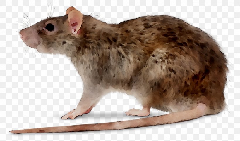Deratizace Rodent Hamster Pest Control, PNG, 1286x758px, Rat, Animal, Beige, Brucellosis, Deratizace Download Free