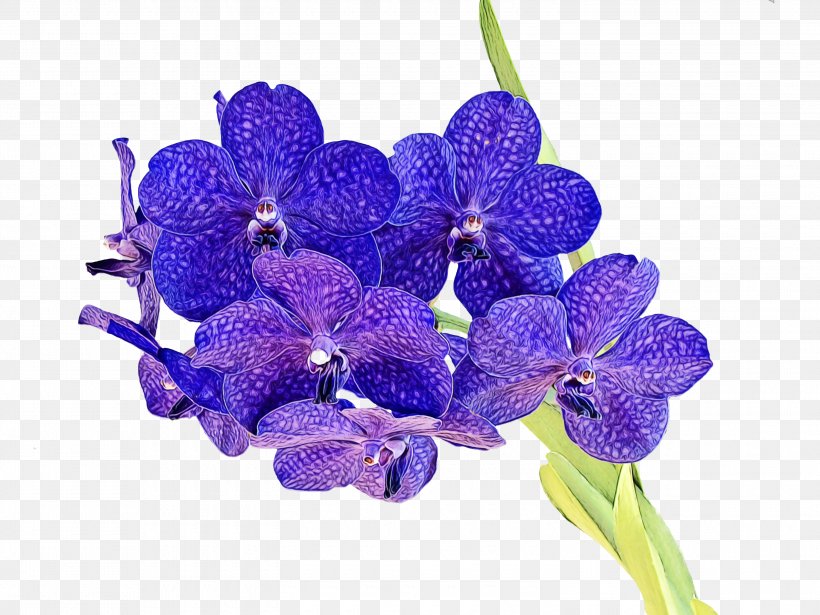 Lavender, PNG, 3000x2250px, Watercolor, Cut Flowers, Flower, Flowering Plant, Lavender Download Free