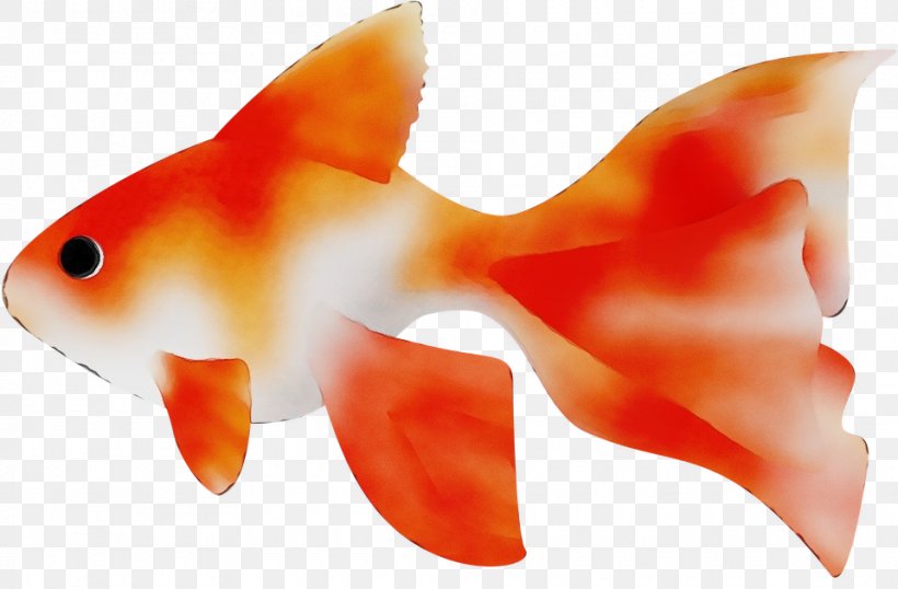 Orange, PNG, 960x630px, Watercolor, Feeder Fish, Fin, Fish, Goldfish Download Free