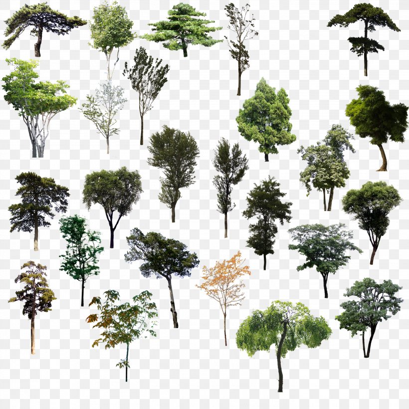 Tree Adobe Illustrator, PNG, 2835x2835px, Tree, Branch, Computer Graphics, Evergreen, Flora Download Free