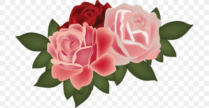 Garden Roses Flower Clip Art, PNG, 699x427px, Garden Roses, Bookmark, Camellia, Centifolia Roses, Cut Flowers Download Free