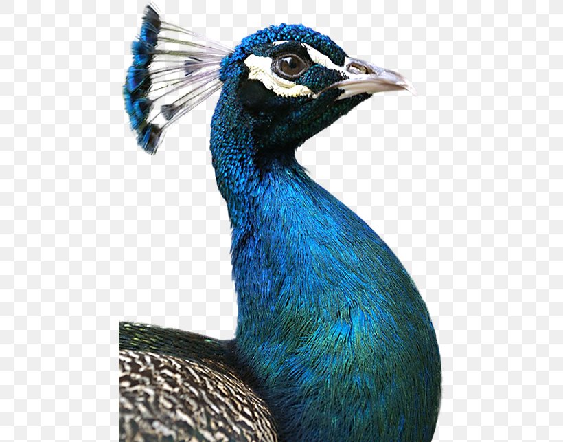 Peafowl Blue Animal Bird Color, PNG, 474x643px, Peafowl, Animal, Beak, Bird, Black Download Free