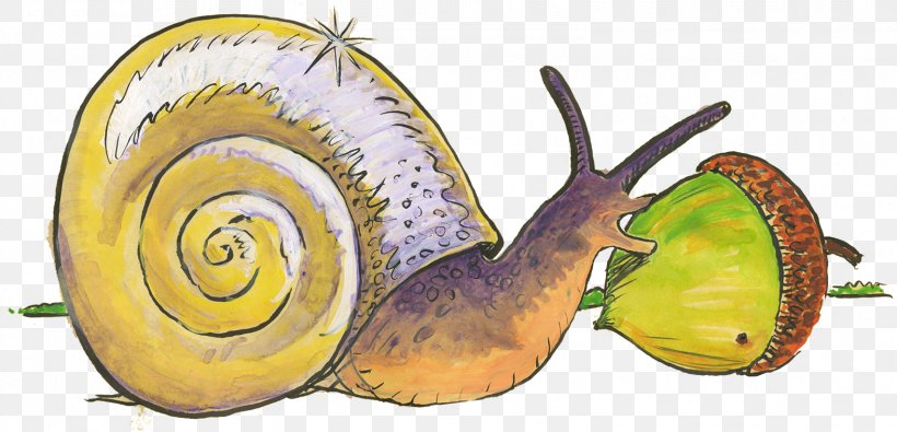 Snail Gastropods Slug Food Animal, PNG, 1575x759px, Snail, Animal, Book, Cucurbita, Food Download Free