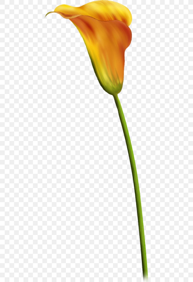 Tulip Plant Stem Bud Flower Leaf, PNG, 442x1200px, Tulip, Bud, Flora, Flower, Flowering Plant Download Free