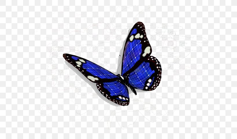 Butterfly Wallpaper, PNG, 640x480px, Butterfly, Blue, Brush Footed Butterfly, Cobalt Blue, Desktop Computer Download Free