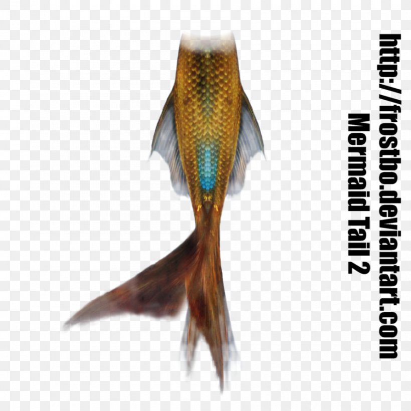 Mermaiding Tail Merman Art, PNG, 894x894px, Mermaid, Art, Deviantart, Fauna, Finfolk Download Free