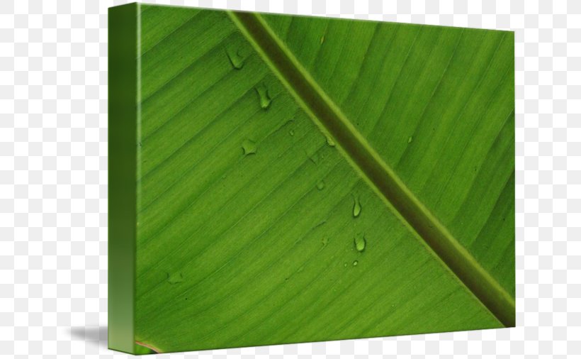 Banana Leaf Wood Green, PNG, 650x506px, Banana Leaf, Banana, Grass, Green, Leaf Download Free