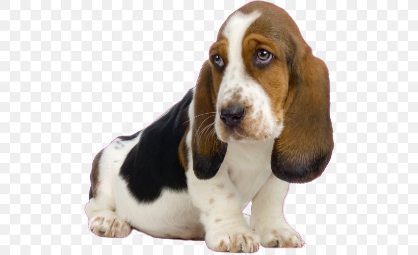 Basset Hound Basset Artésien Normand Puppy Beagle Bluetick Coonhound, PNG, 500x500px, Basset Hound, Beagle, Black And Tan Coonhound, Bloodhound, Bluetick Coonhound Download Free