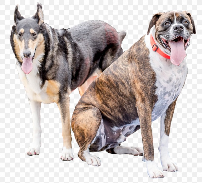 Dog Breed Snout Crossbreed, PNG, 1000x907px, Dog Breed, Breed, Carnivoran, Crossbreed, Dog Download Free