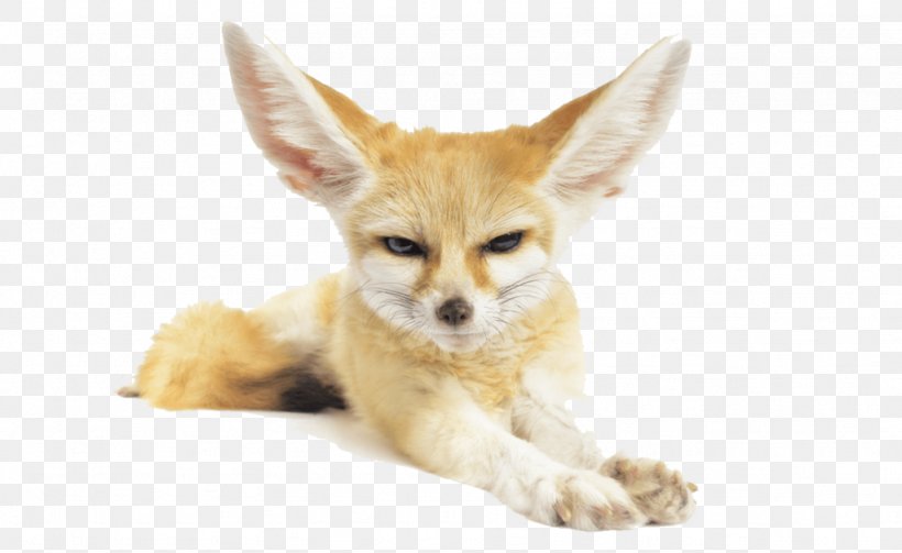 Fennec Fox Red Fox Dog, PNG, 1024x629px, Fennec Fox, Canidae, Carnivoran, Desert, Dog Download Free