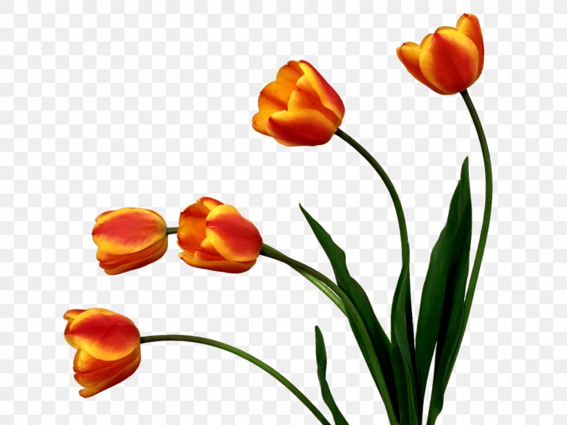 Flower Tulip, PNG, 1600x1200px, Flower, Animation, Channel, Flowering Plant, Letter Of Thanks Download Free