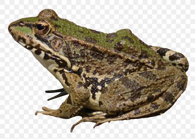 Frog Computer File, PNG, 1570x1117px, Frog, Amphibian, Batrachia, Bullfrog, Fauna Download Free