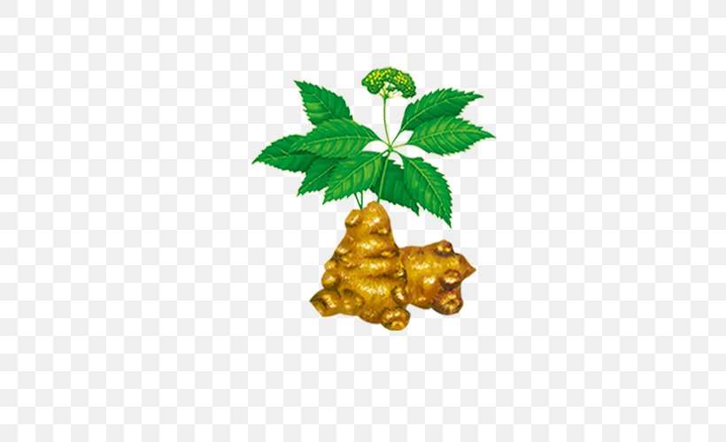 Ginger Zingiber Cassumunar Icon, PNG, 500x500px, Food, Condiment, Fruit, Ginger, Leaf Download Free