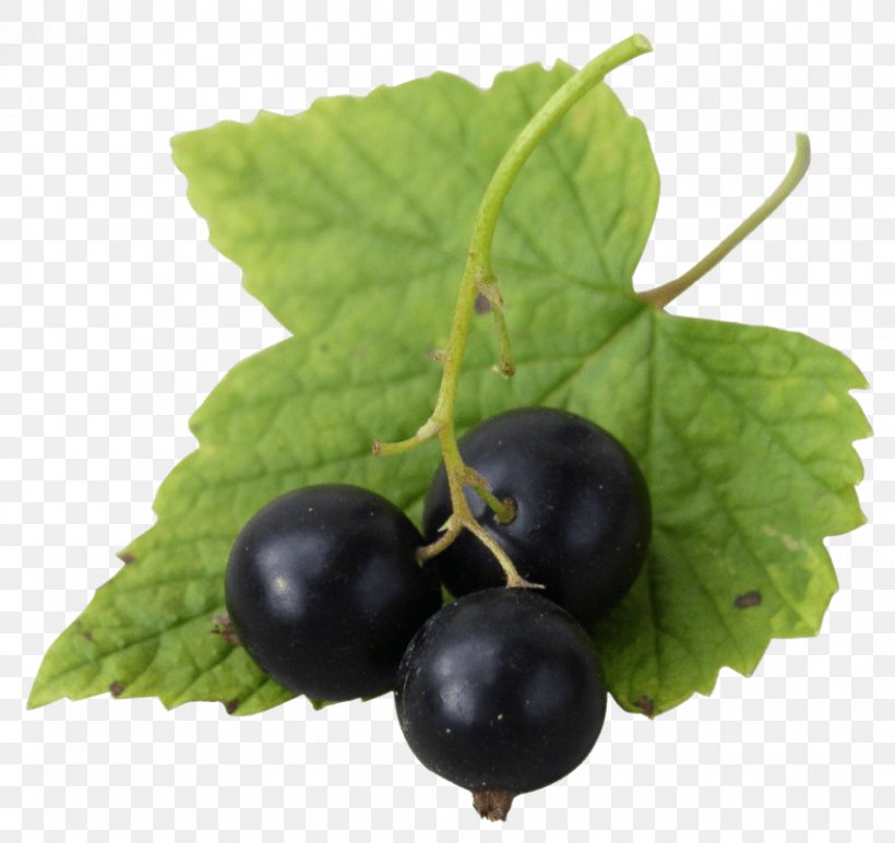 Gooseberry Zante Currant Blueberry Bilberry Blackcurrant, PNG, 851x802px, Gooseberry, Aristotelia Chilensis, Berry, Bilberry, Blackcurrant Download Free