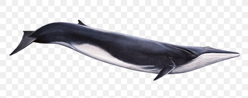 Fin Whale Cetacea Humpback Whale Whale Watching Rorquals, PNG, 800x326px, Fin Whale, Blue Whale, Cetacea, Dolphin, Fin Download Free