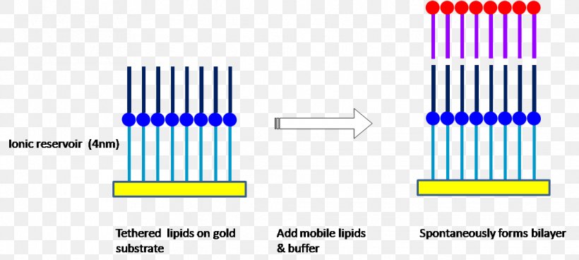 Model Lipid Bilayer Biological Membrane, PNG, 1138x512px, Lipid Bilayer, Bilayer, Biochemistry, Biological Membrane, Brand Download Free