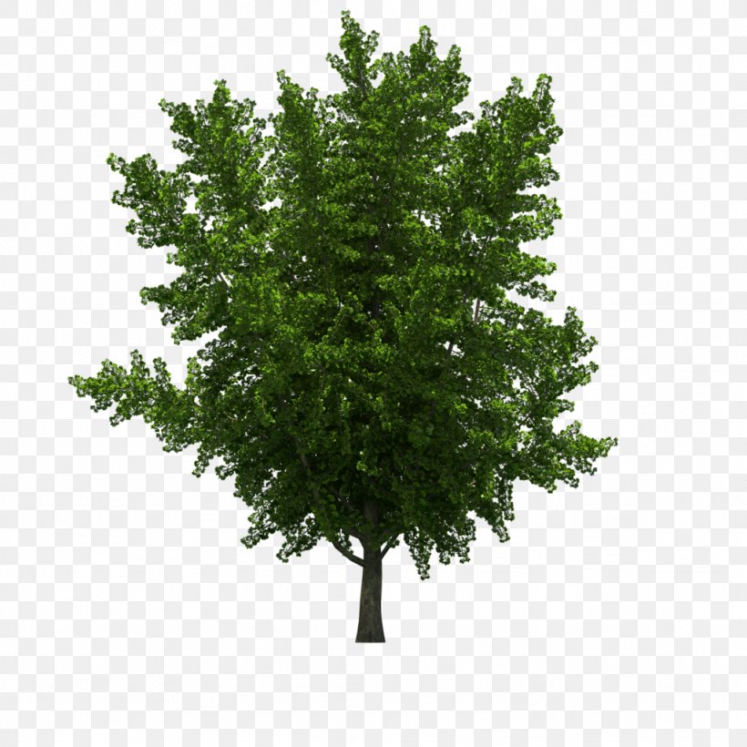 Spruce Tree Landscape, PNG, 1024x1024px, Spruce, Biome, Branch, Button, Conifer Download Free